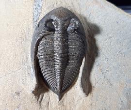 Trilobiten - Marokko - Odontochile hausmanni BRONGNIART 1822